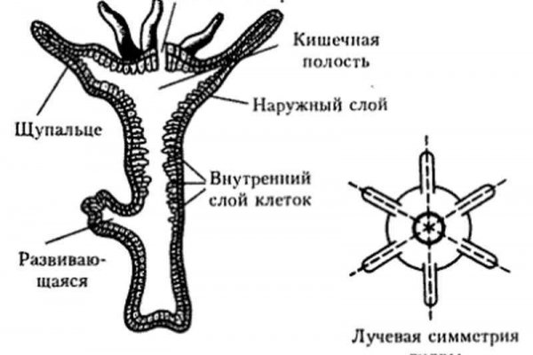 Зеркала blacksprut