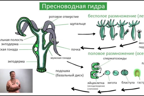 Блэк спрут telegraph